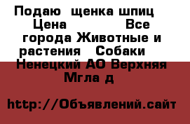 Подаю. щенка шпиц  › Цена ­ 27 000 - Все города Животные и растения » Собаки   . Ненецкий АО,Верхняя Мгла д.